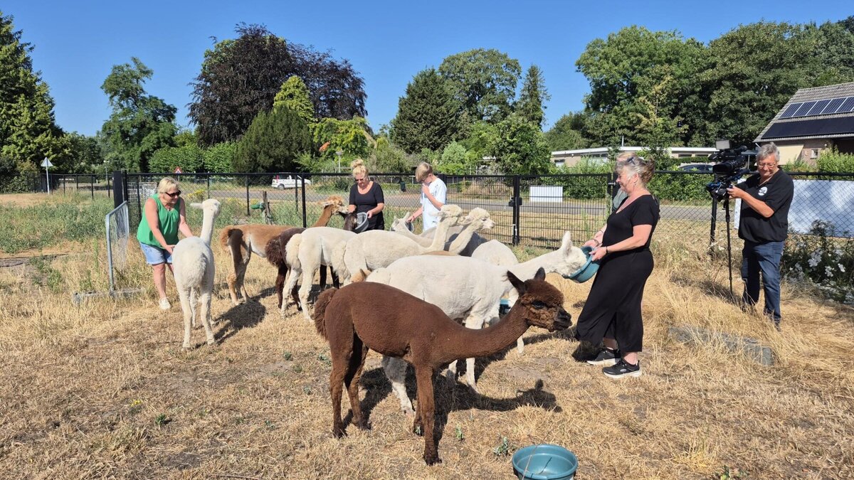 Alpaca-world Koewacht 3