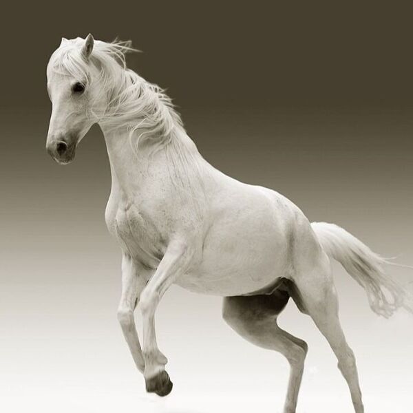 Paard