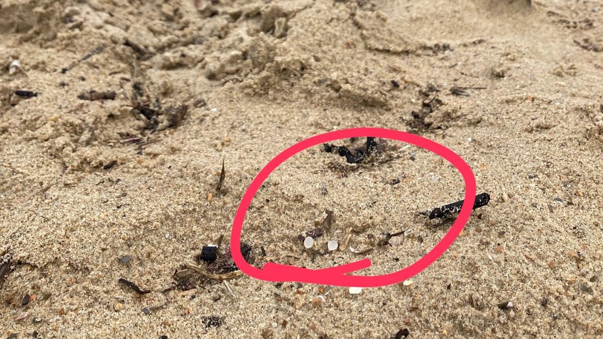 Microplastics in het strand van Cadzand - ©Stichting De Noordzee