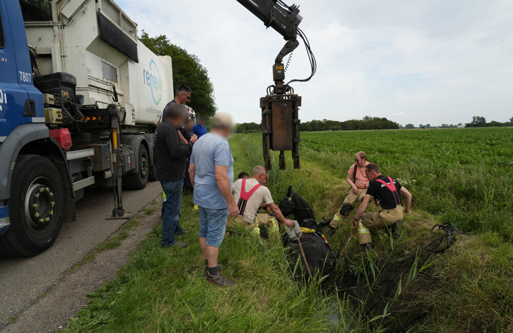 Paard in sloot Ossenisse_2