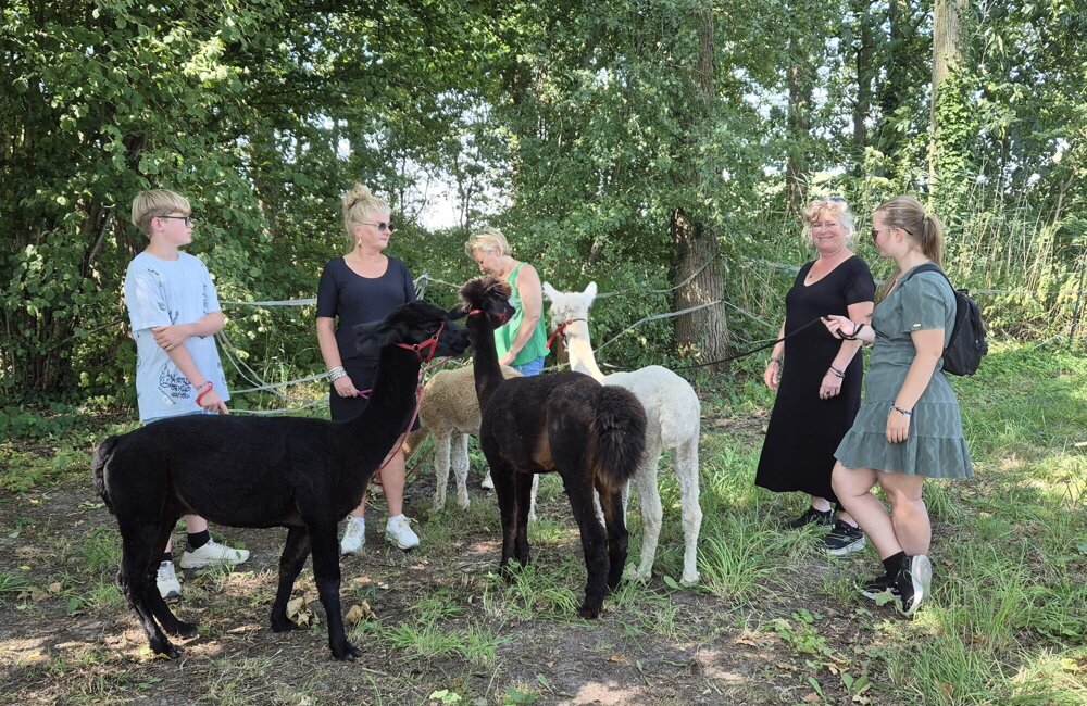Alpaca-world Koewacht 4