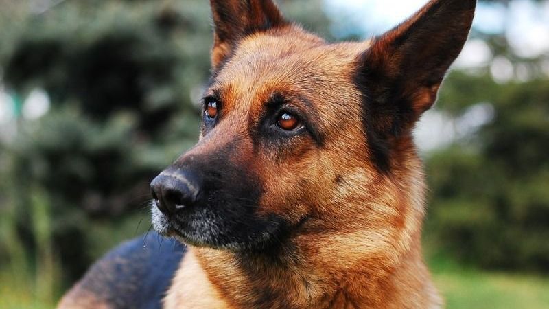 Hond.jpg