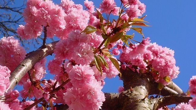 Bloemen.jpg