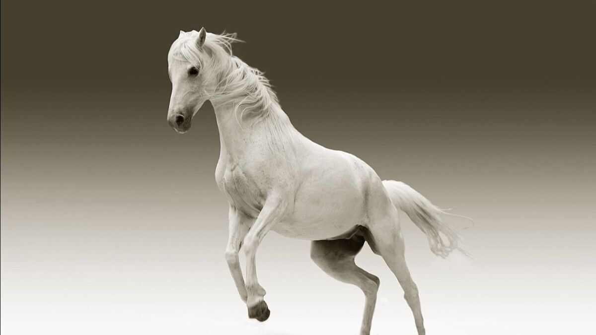 Paard.jpg