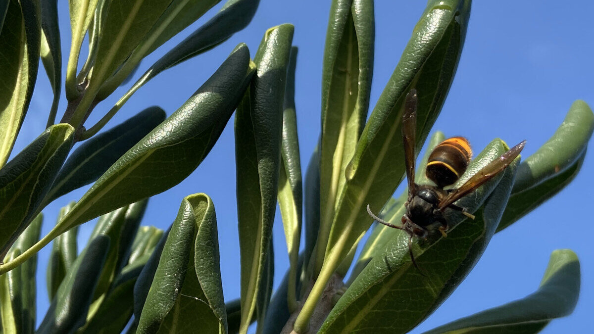 Geelpoothoornaar op plant - Sjoert Fleurke