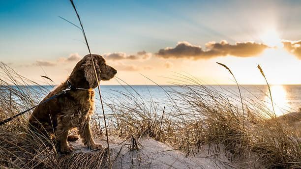 Hond