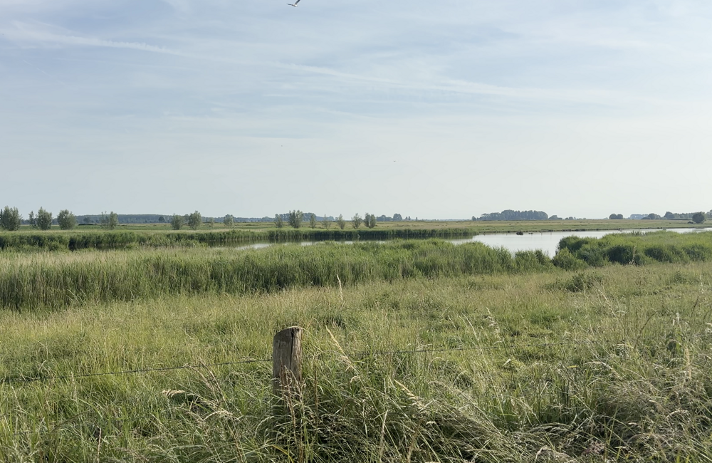 Staats-Spaanse Linies