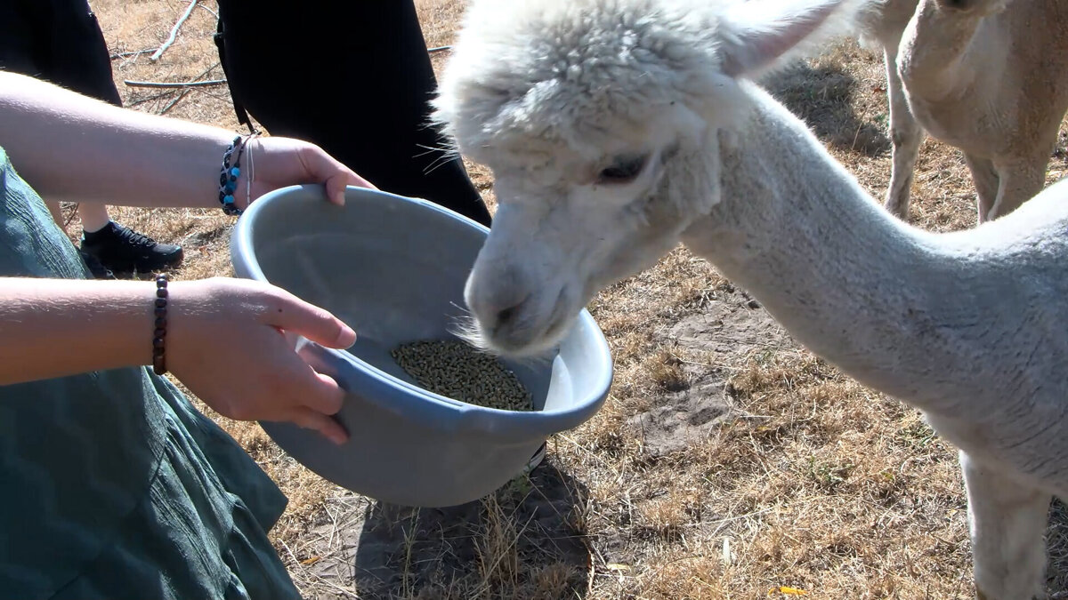 Alpacaworld Koewacht 2