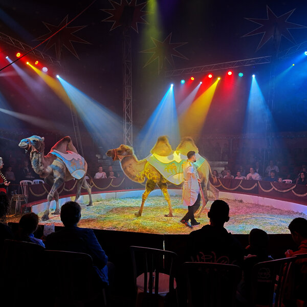 Circus Bossle 2025 1 Foto Sonja Filius