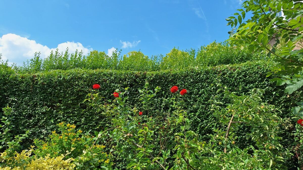 Planten en bloemen groen.jpg