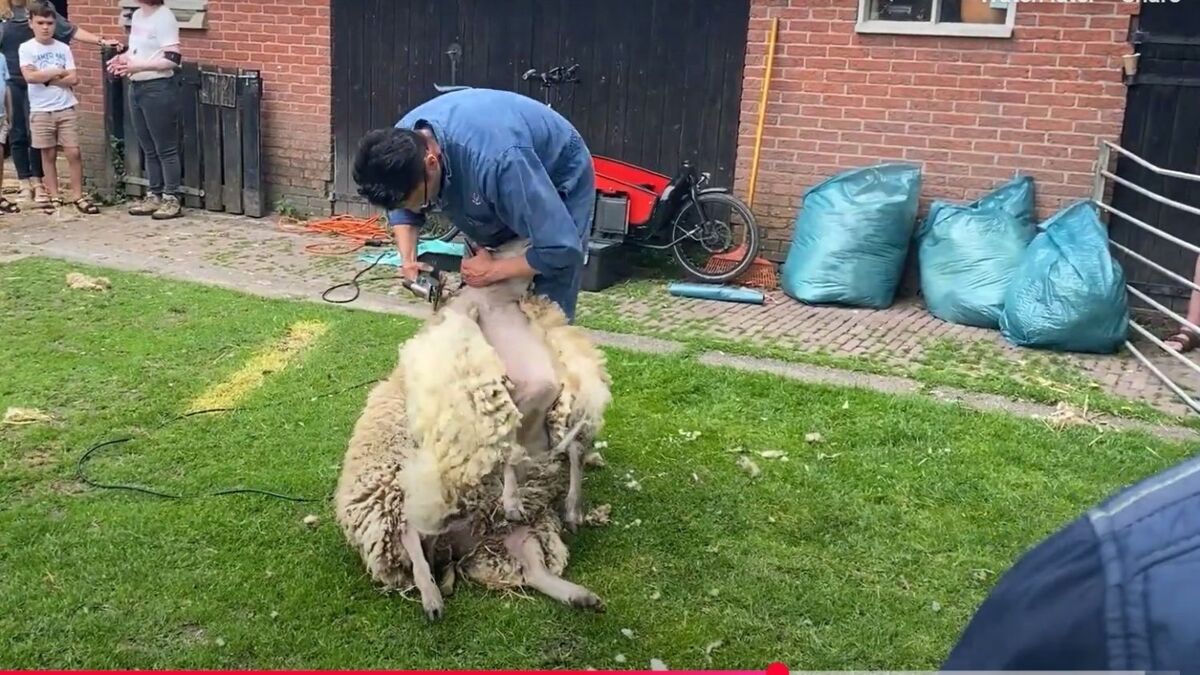 Schaap scheren.jpg