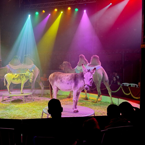Circus Bossle 2025 2 Foto Sonja Filius